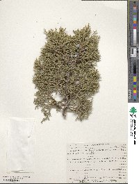 Juniperus osteosperma image