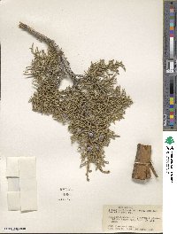 Juniperus osteosperma image