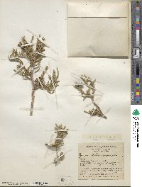 Juniperus osteosperma image