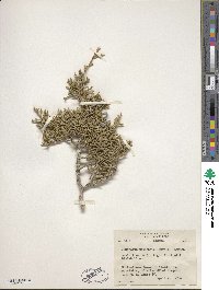 Juniperus osteosperma image