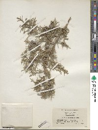 Juniperus osteosperma image