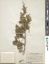 Juniperus osteosperma image