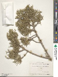 Juniperus osteosperma image