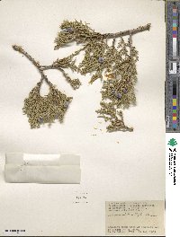 Juniperus osteosperma image