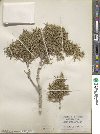 Juniperus osteosperma image