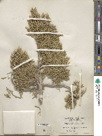 Juniperus osteosperma image