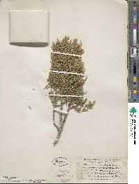 Juniperus osteosperma image