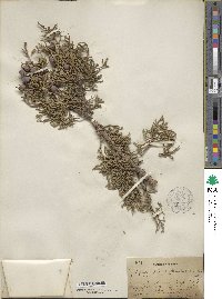 Juniperus osteosperma image