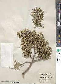 Juniperus osteosperma image