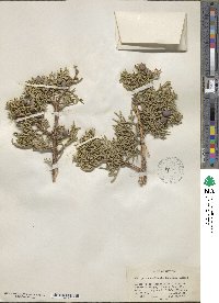 Juniperus osteosperma image