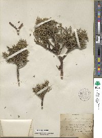 Juniperus osteosperma image