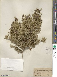 Juniperus osteosperma image