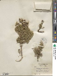 Juniperus osteosperma image