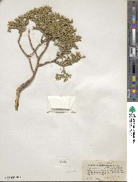 Juniperus osteosperma image