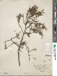 Juniperus virginiana image