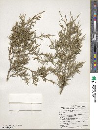 Juniperus virginiana image