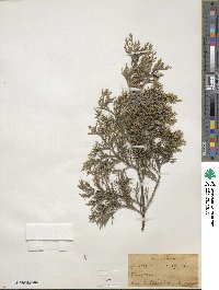 Juniperus virginiana image