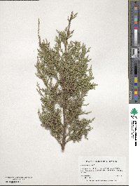 Juniperus virginiana image