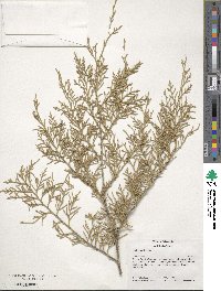 Juniperus virginiana image