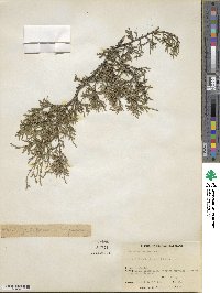 Juniperus virginiana image