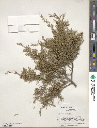 Juniperus virginiana image