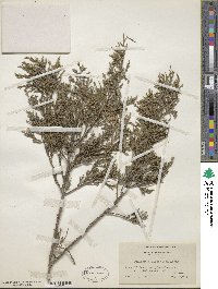 Juniperus virginiana image