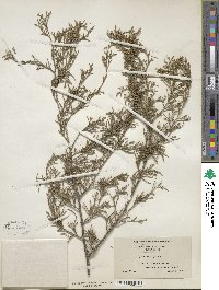 Juniperus virginiana image