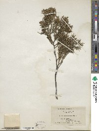 Juniperus virginiana image