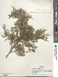 Juniperus virginiana image