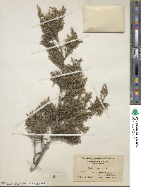 Juniperus virginiana image