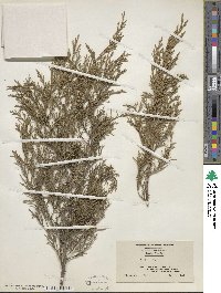 Juniperus virginiana image