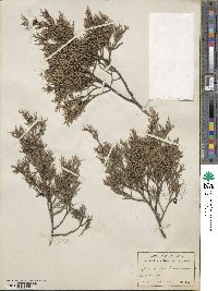 Juniperus virginiana image