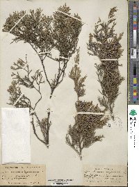 Juniperus virginiana image