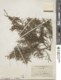 Juniperus virginiana image