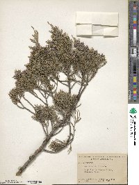 Juniperus virginiana image