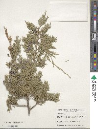 Juniperus virginiana image