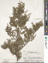 Juniperus virginiana image