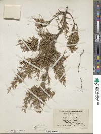 Juniperus virginiana image