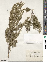 Juniperus virginiana image