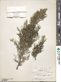 Juniperus virginiana image