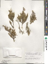 Juniperus virginiana image