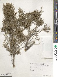 Juniperus virginiana image