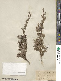 Juniperus virginiana image