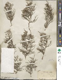 Juniperus virginiana image