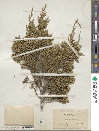 Juniperus virginiana image