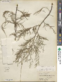 Juniperus virginiana image