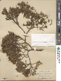 Juniperus virginiana image