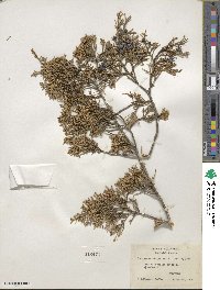 Juniperus virginiana image