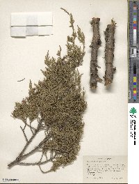 Juniperus virginiana image