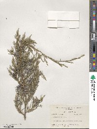 Juniperus virginiana image